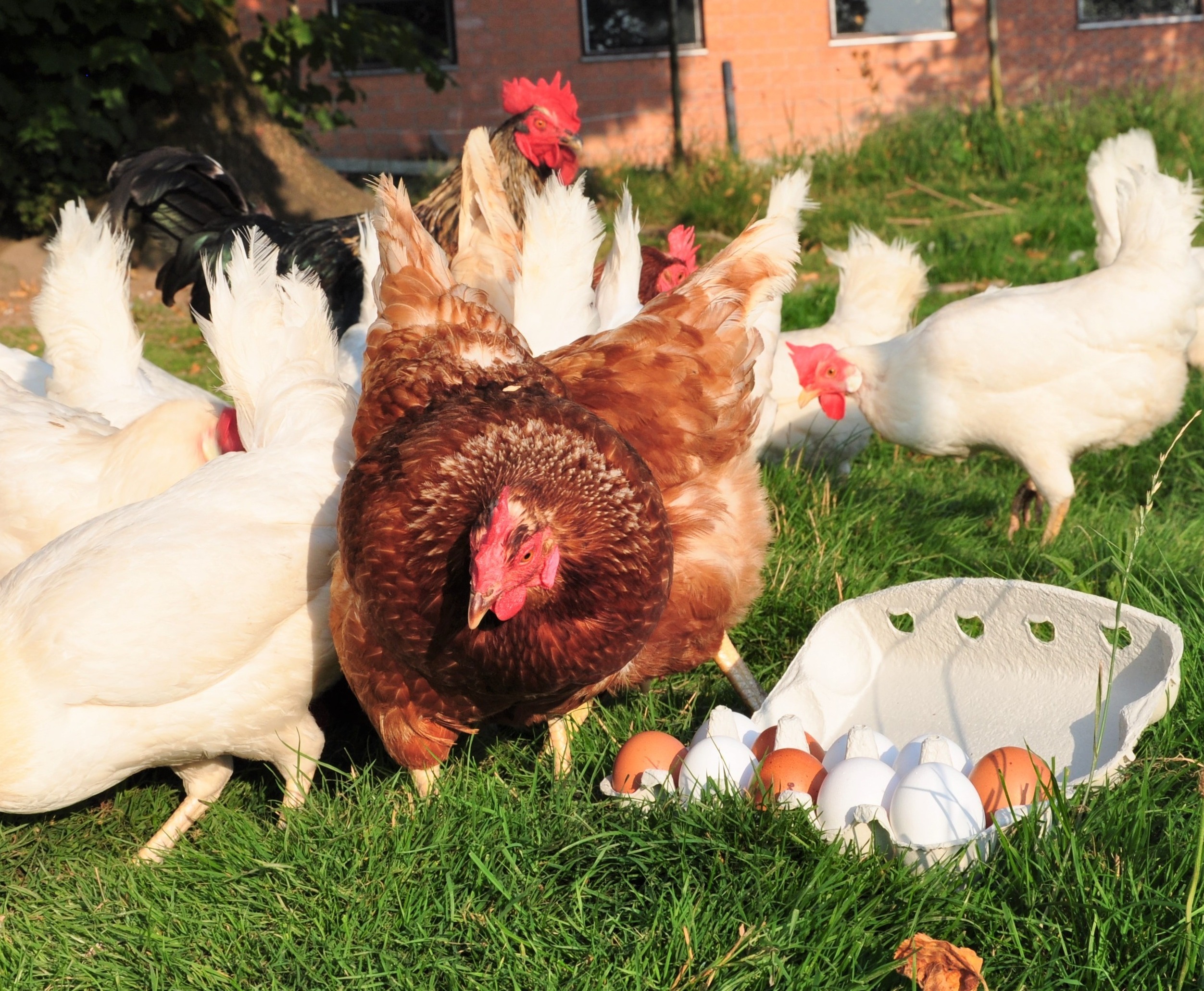 Über Bigler's Hofprodukte