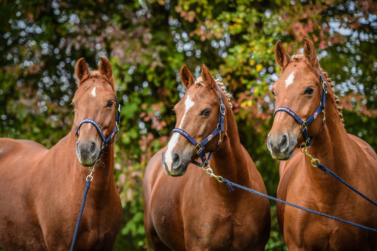 Pferdekompetenz in Ihrer LANDI