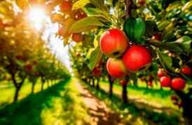 Spritzpläne Obstbau 2026