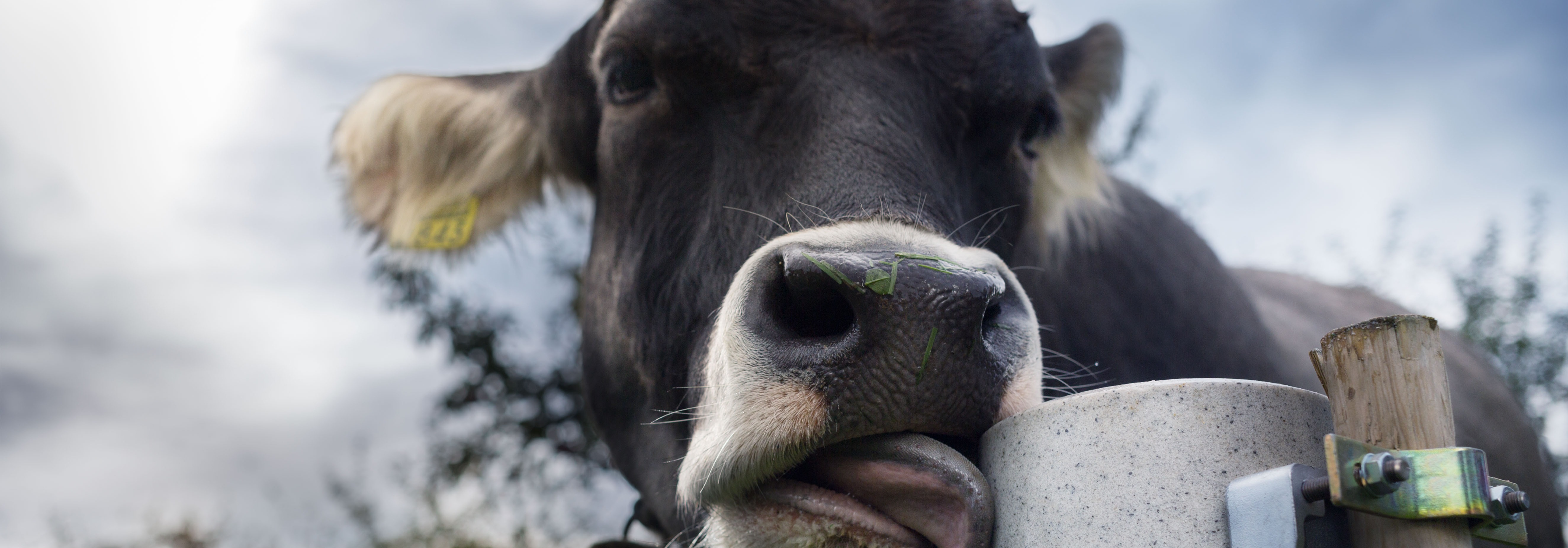 Agrar, Salze, Kuh leckt an Salzstein