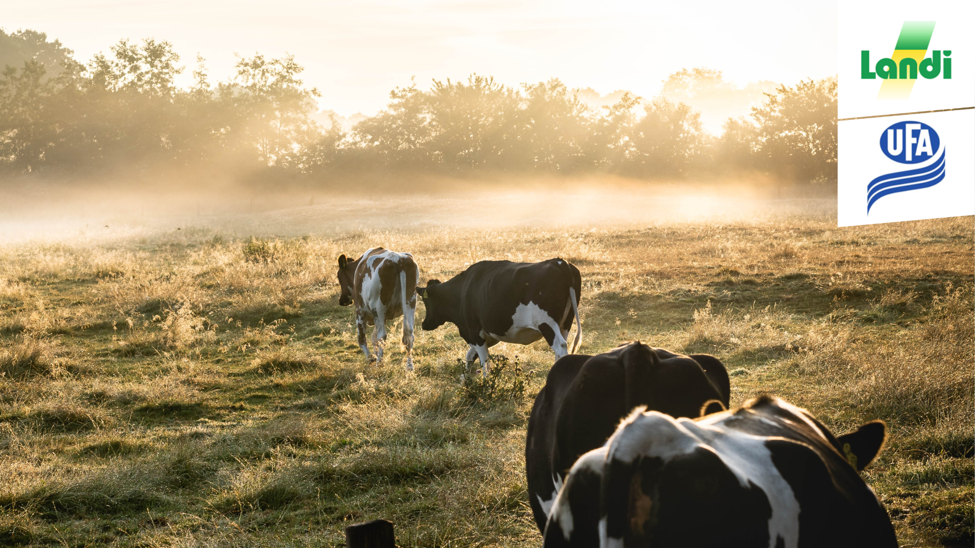 Milchviehabend Sursee