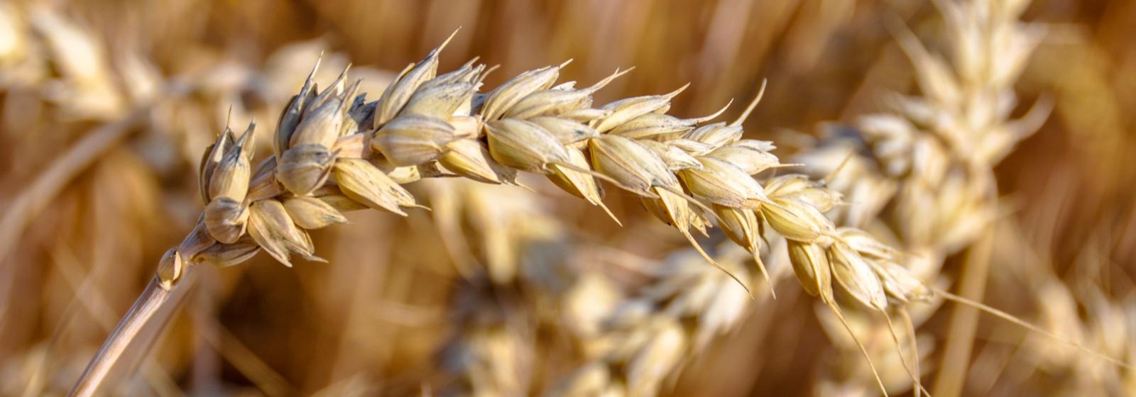 Header Agrar, Agrar-Center, Getreidefeld, close-up