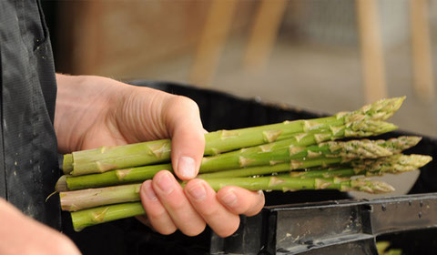 Spargel