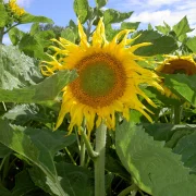 Sonnenblumen