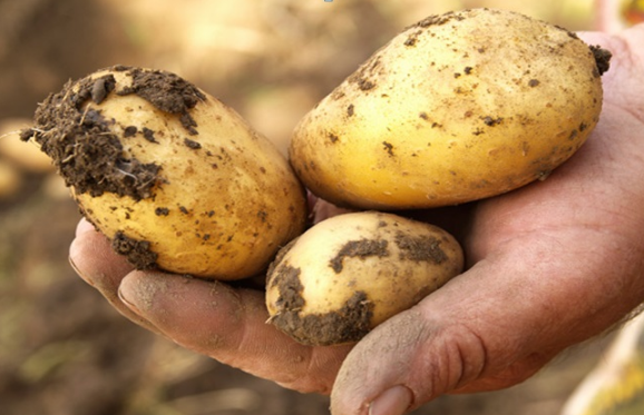 Frische Kartoffel aus der Region