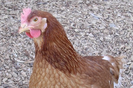 Hypex BP ou Lohmann tradition