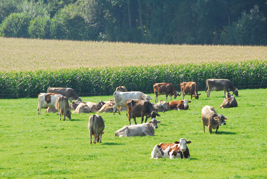 Freiamt land 0909 02