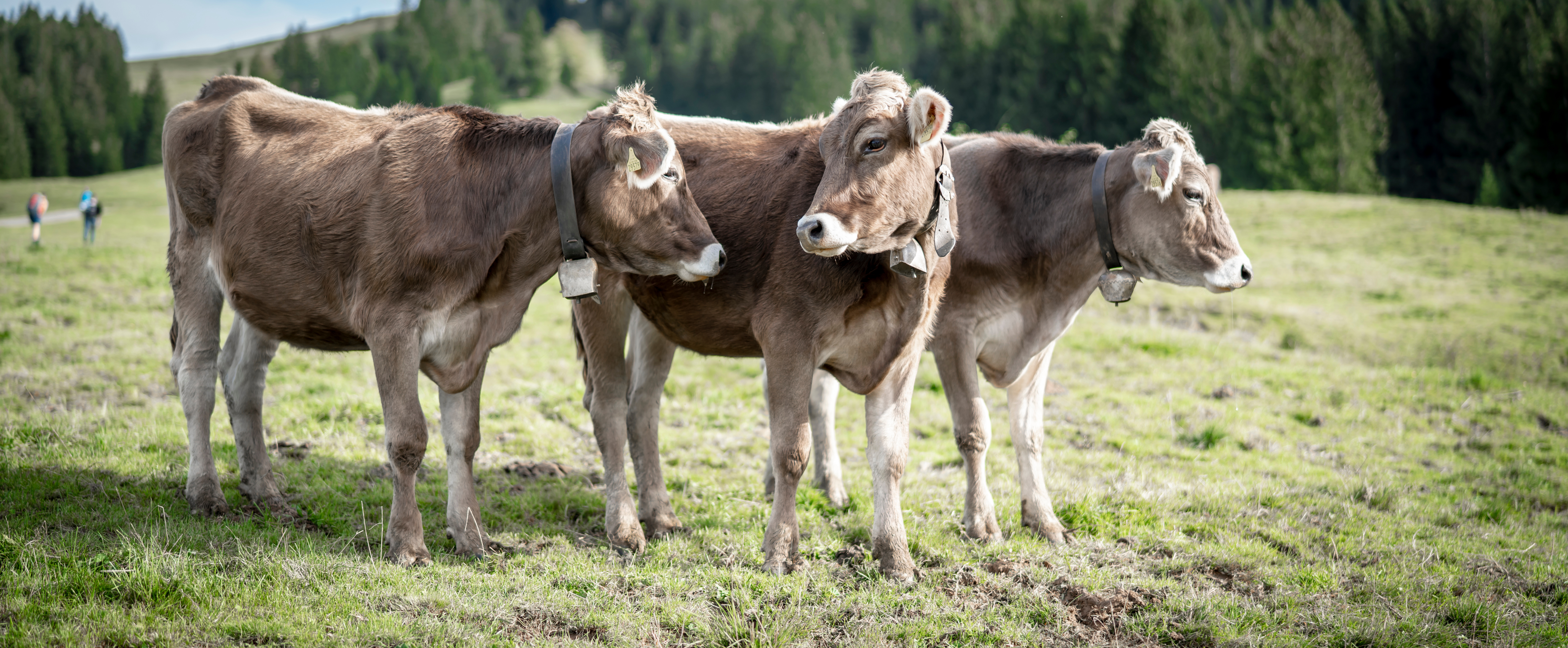 LAVEBA-Kühe-stehen-auf-einer-Wiese-032023