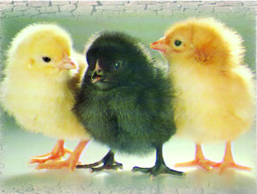 Poussin de ponte sexé