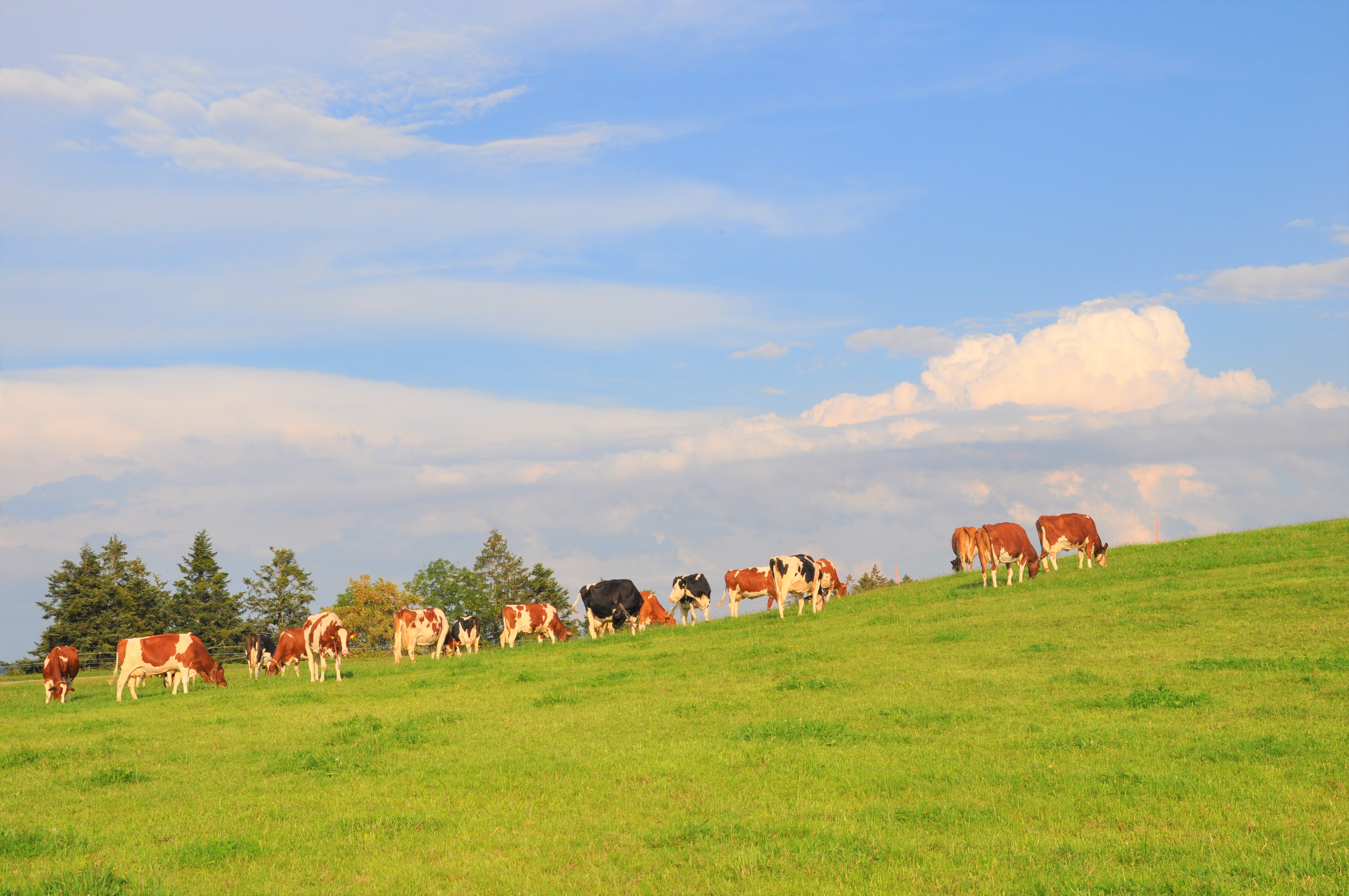 Biglers Hofprodukte - Weide