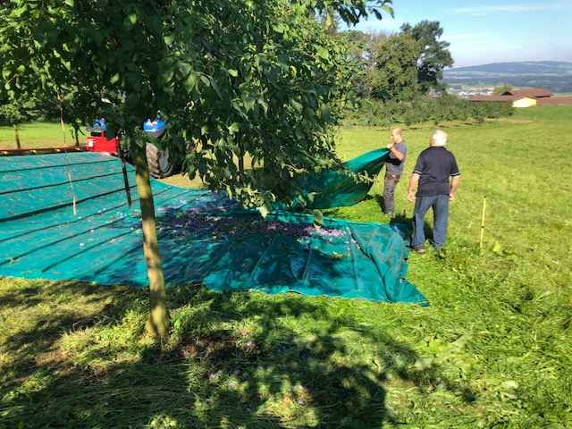 Peter Meier Zwetschgen gewinnen