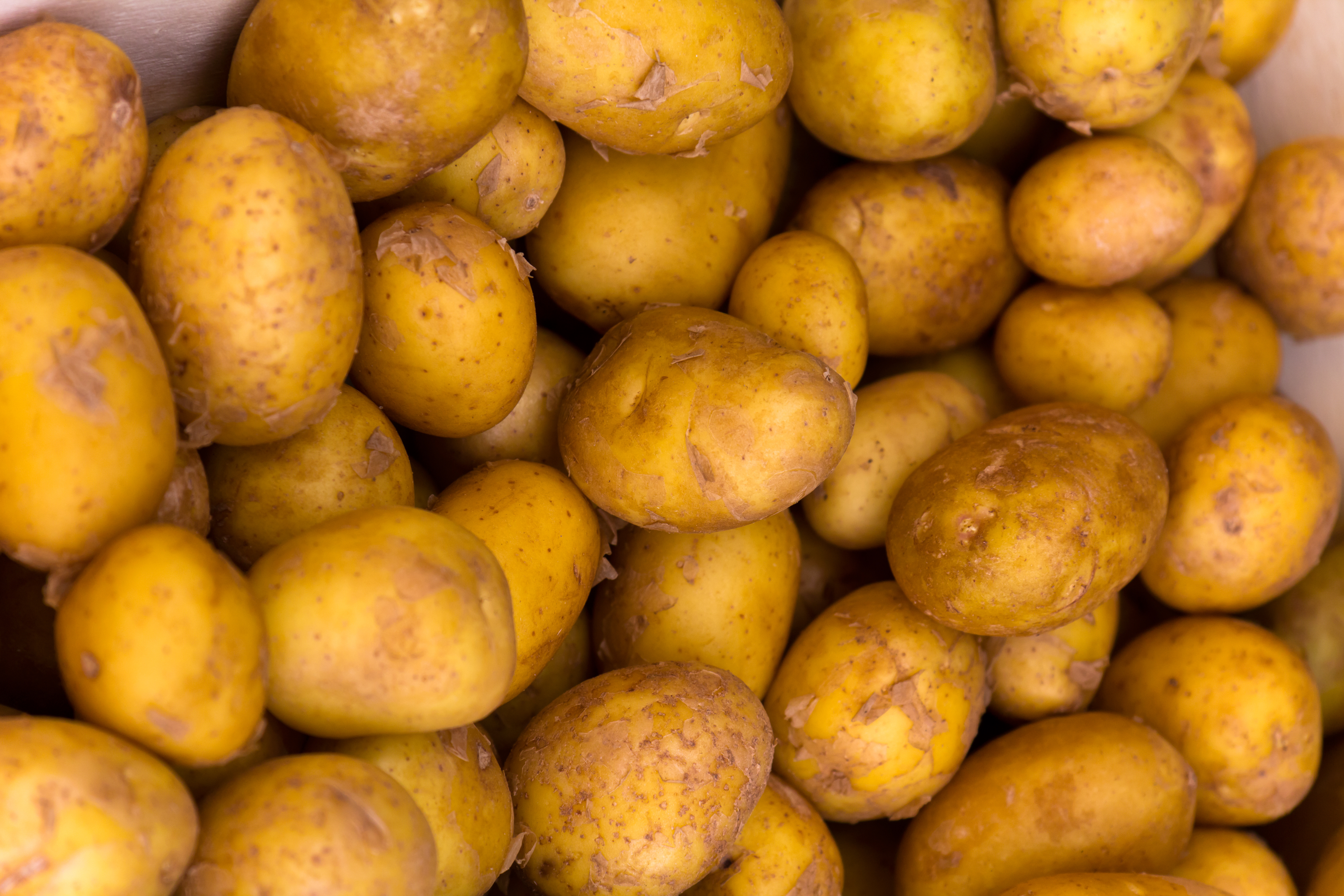 Hof Schlafhus Kartoffeln