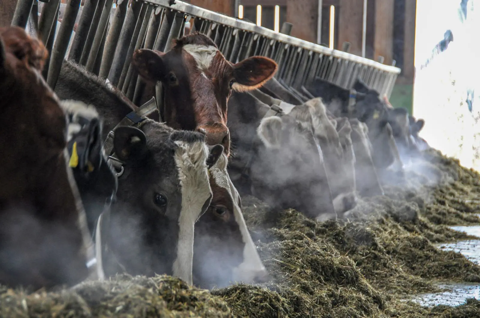 Agrar, Trocknungsanlage, Kühe fressen Raufutter
