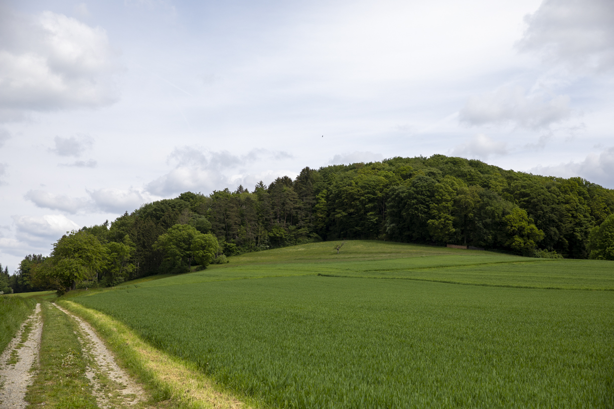 Rohstoff aus Schweizer Wäldern 