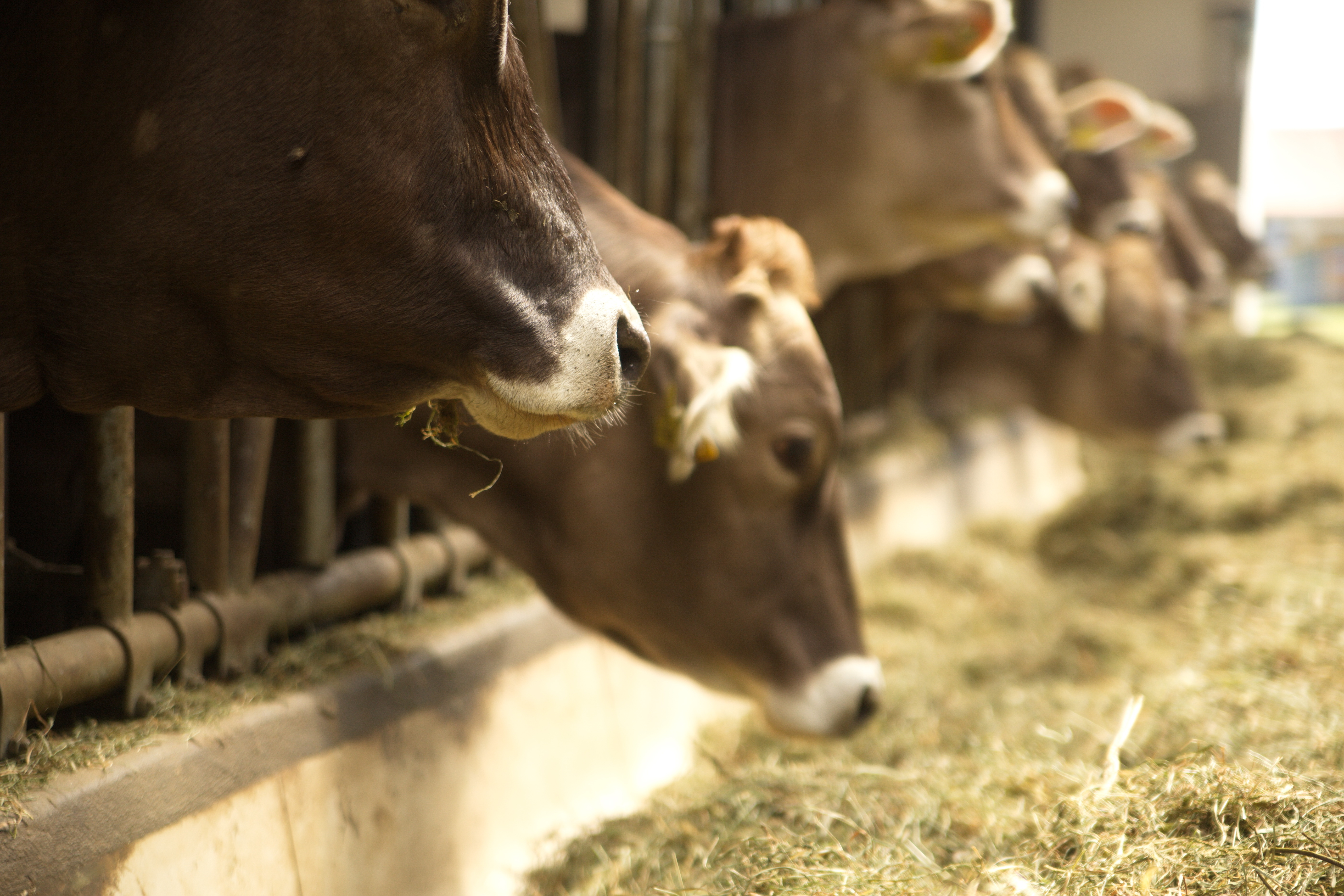 Beratung für Feld und Stall