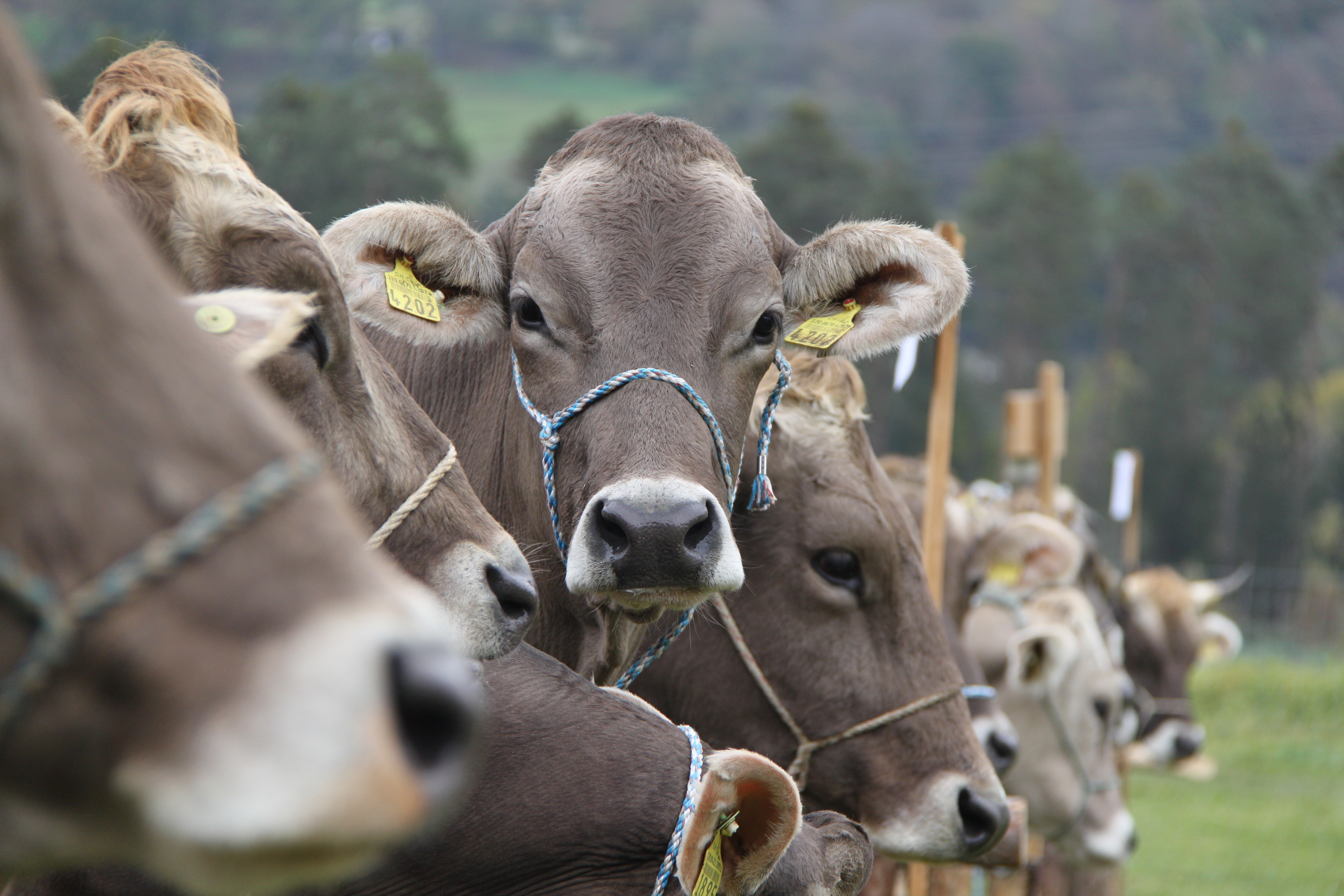 Kühe - Mitgliedschaft