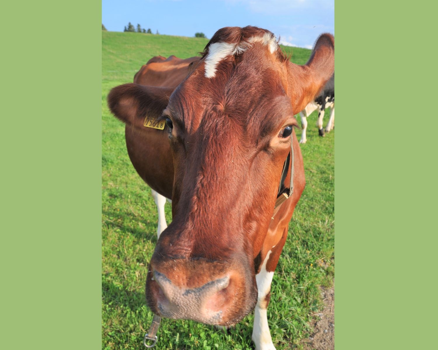 Biglers Hofprodukte - Kuh