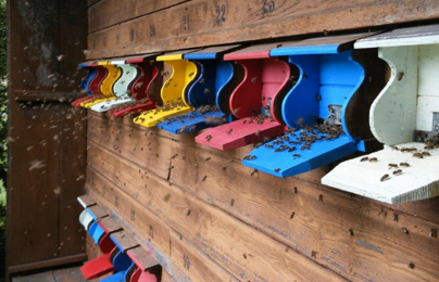 Wald- und Bienenhonig aus Walliswil-Bipp