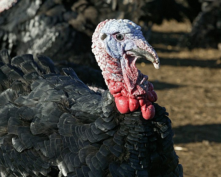 Dinde blanche ou bronzée