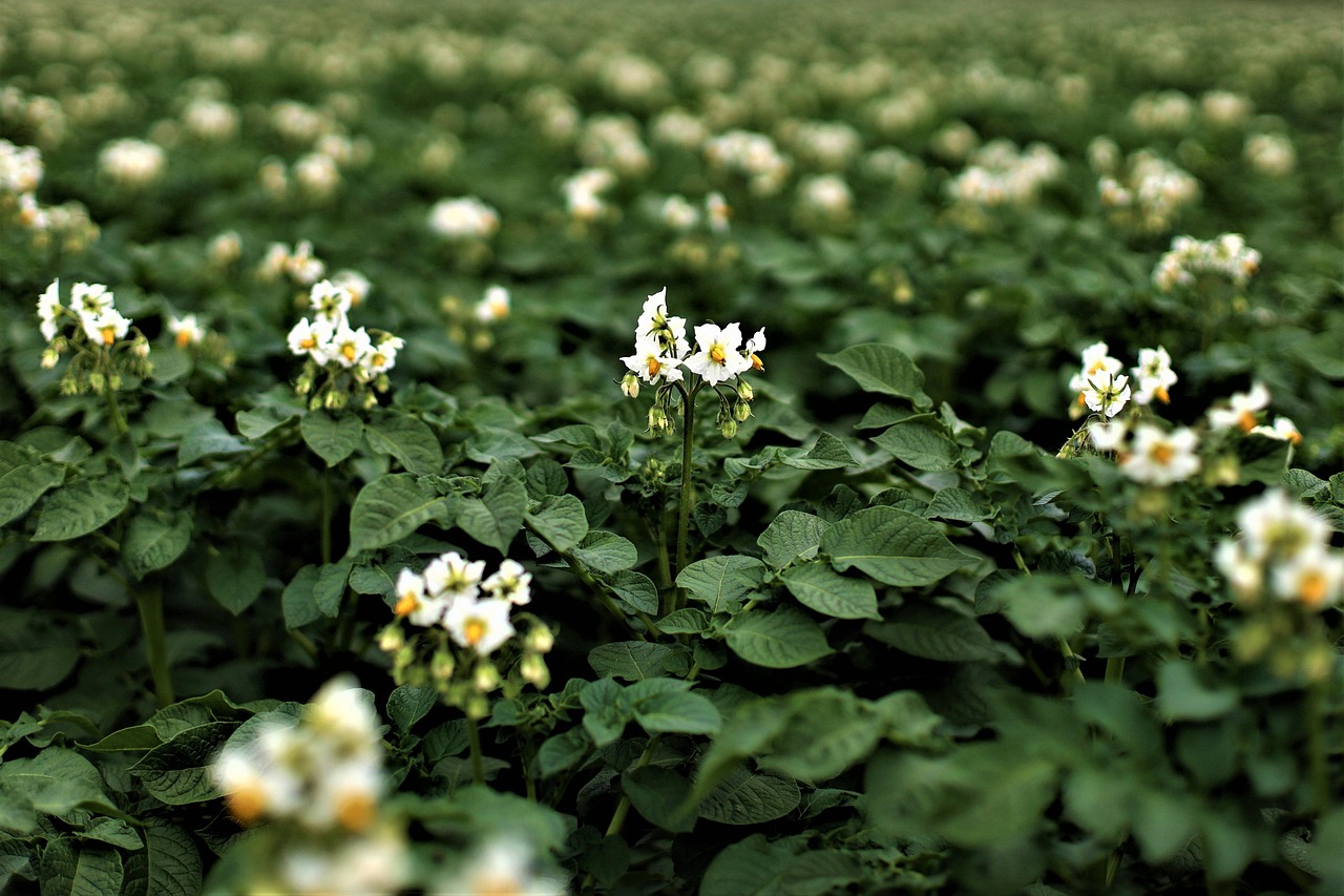 Flurbegehung Kartoffel 2025