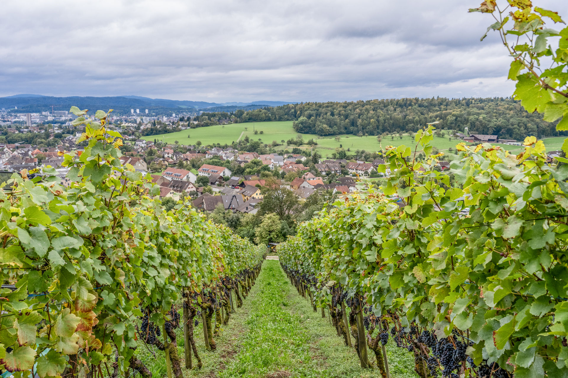 Wehrli Weinbau Weinberg