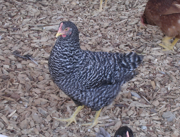 Sperber (bleue de Hollande)