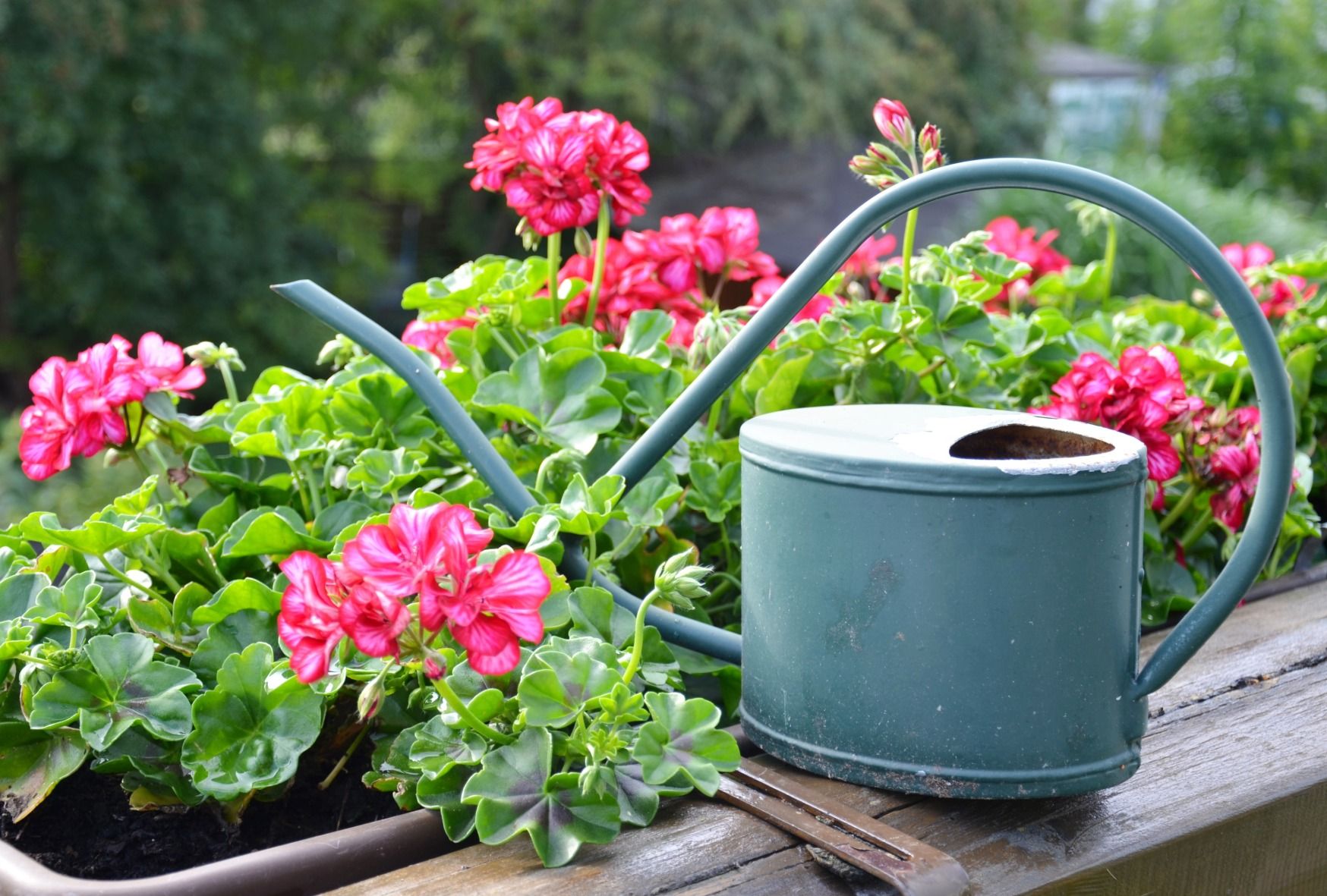 Geranien und Blumentagen