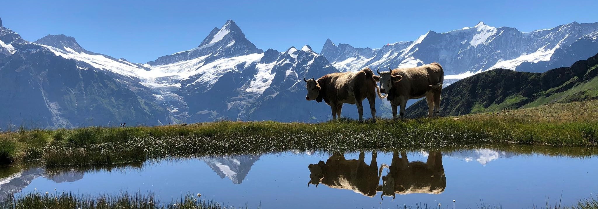 Wetterhorn mit Kühen