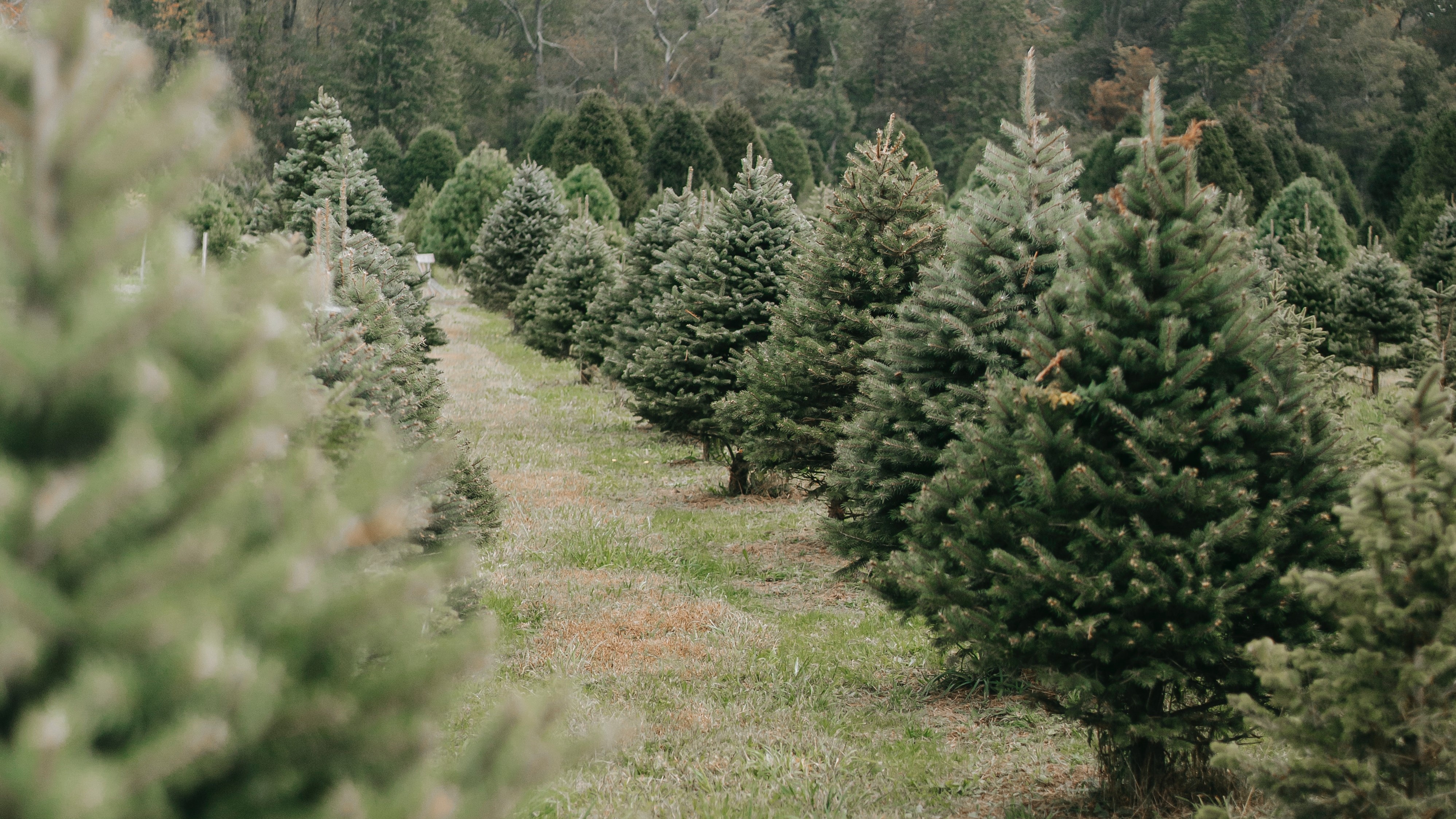 Nachhaltige Energiebomben 