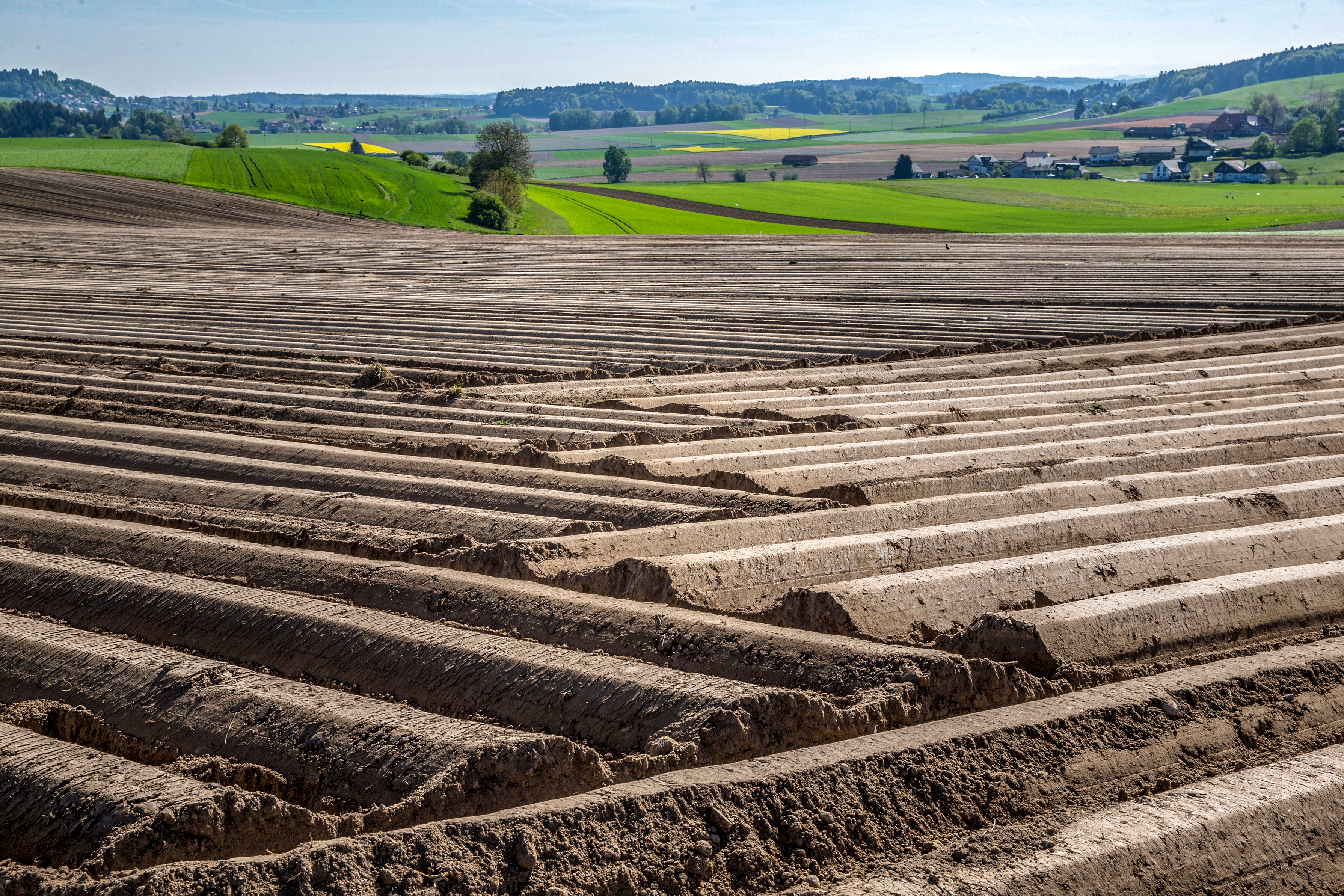 Agrar, Kartoffelzentrum, Feld, Kartoffeln
