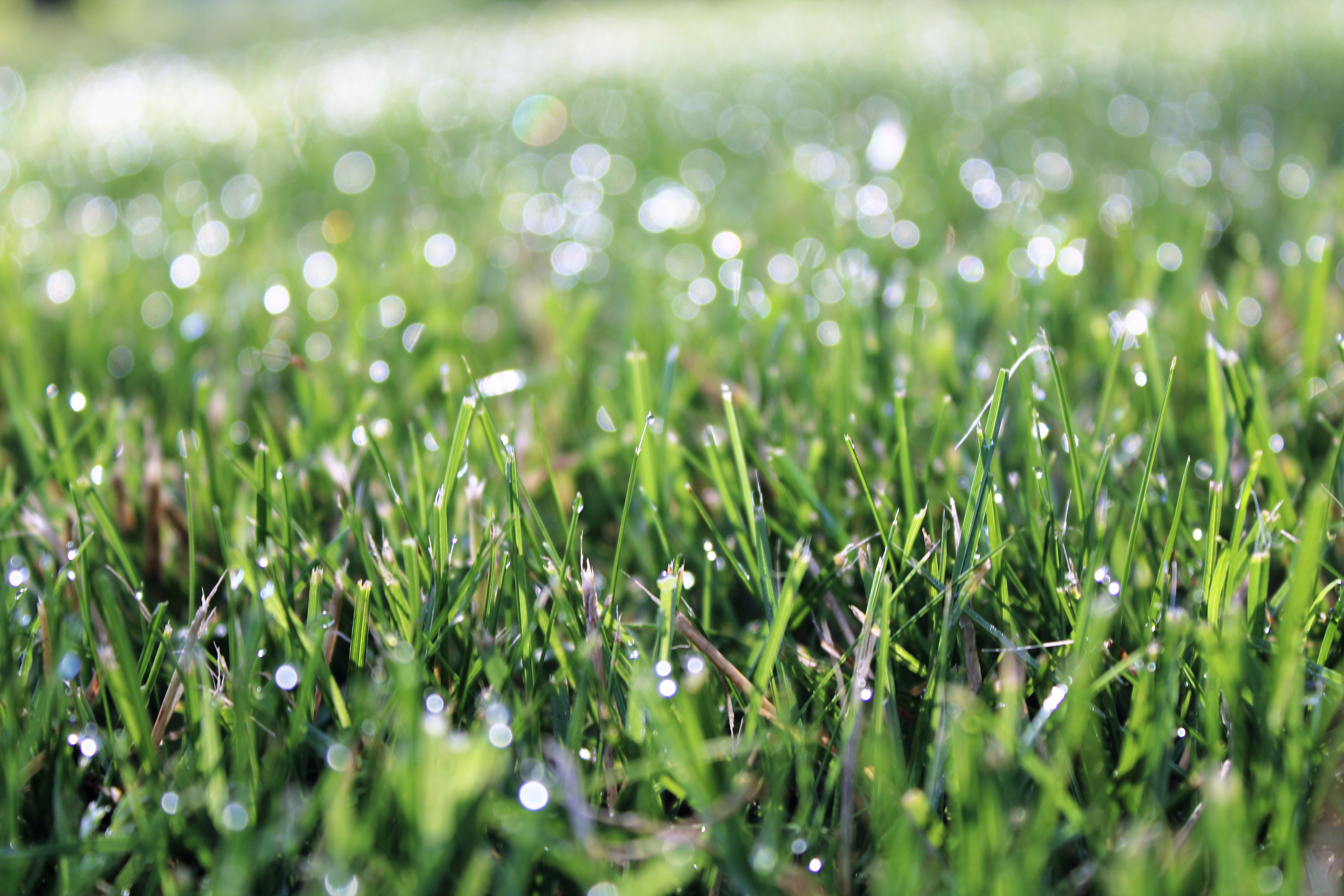 Grünfutter von bester Qualität verwenden