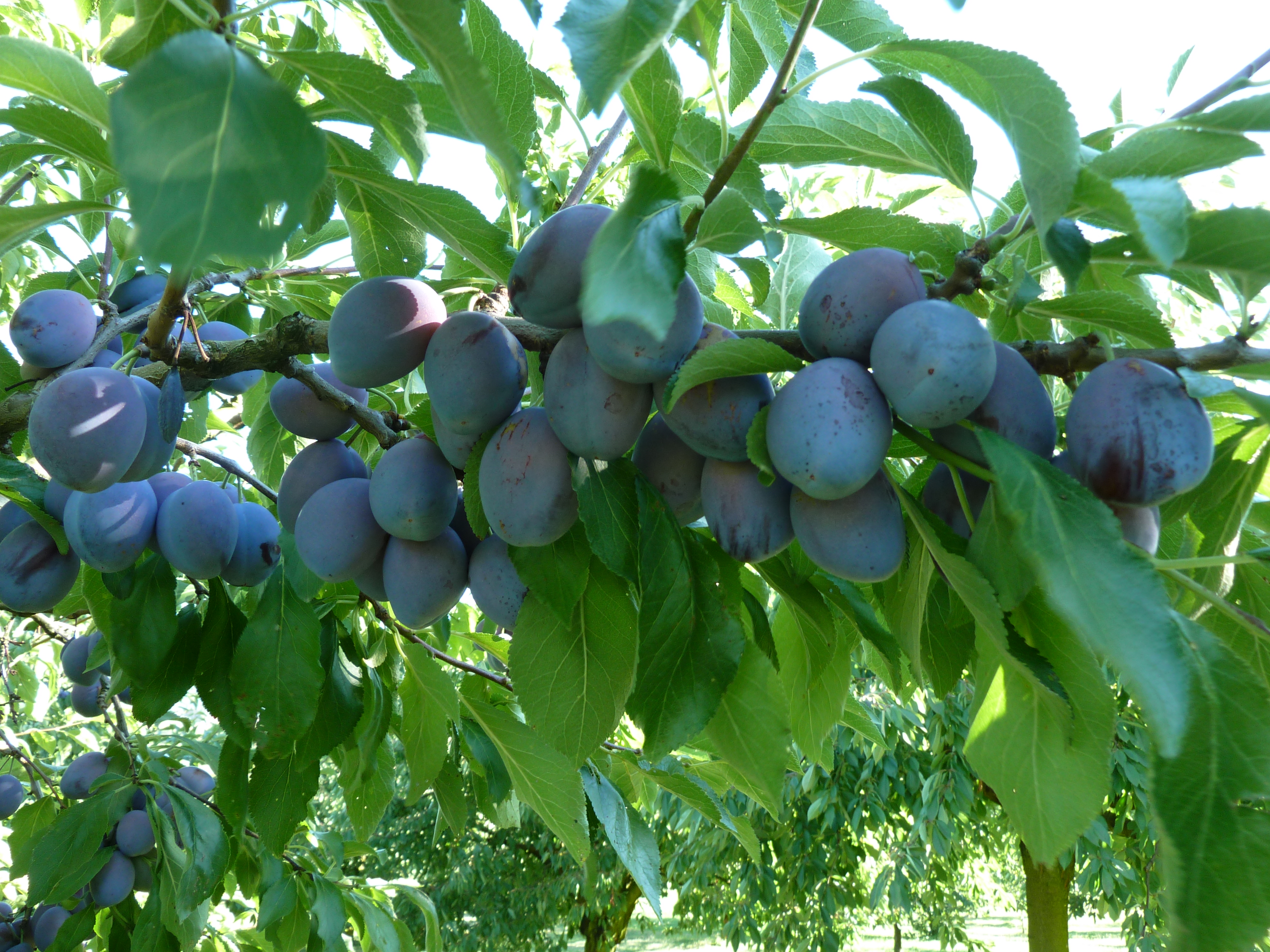 Bild Zwetschgen am Baum
