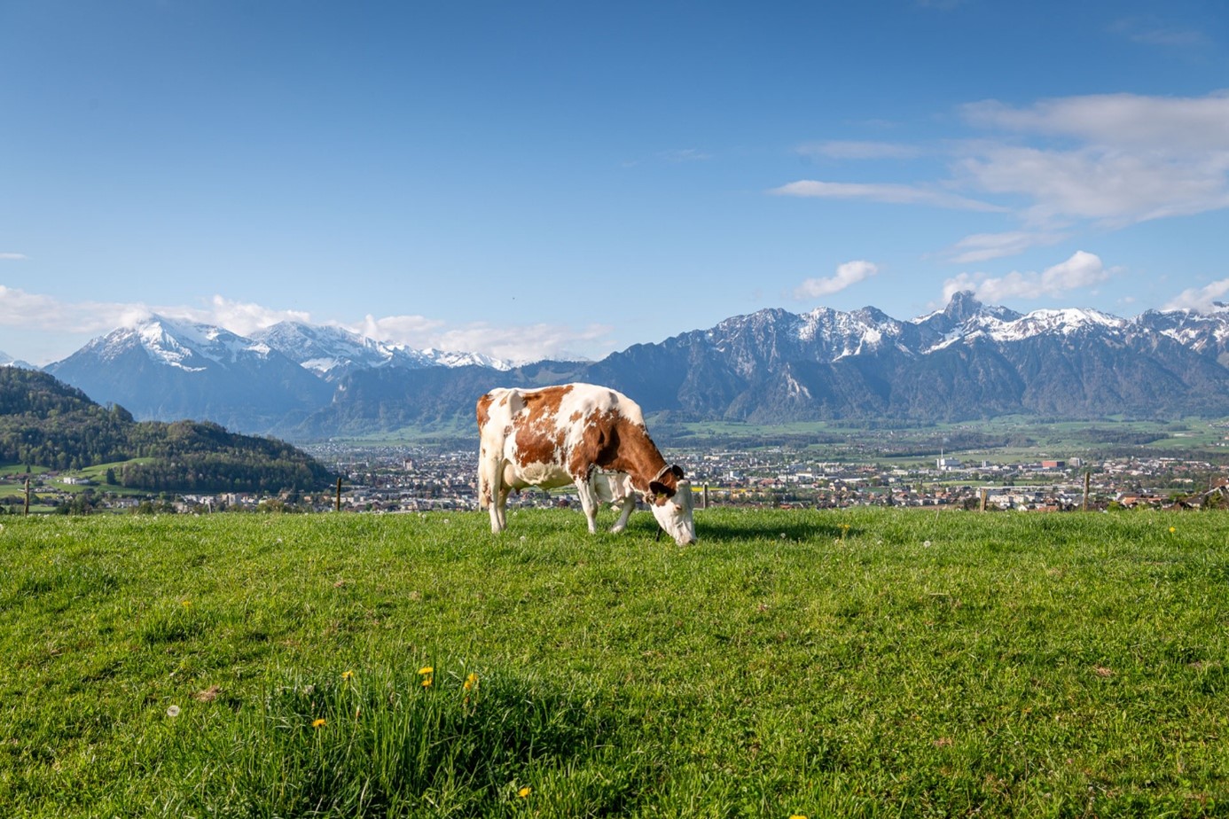 Hof Schlafhus Panorama Kuh