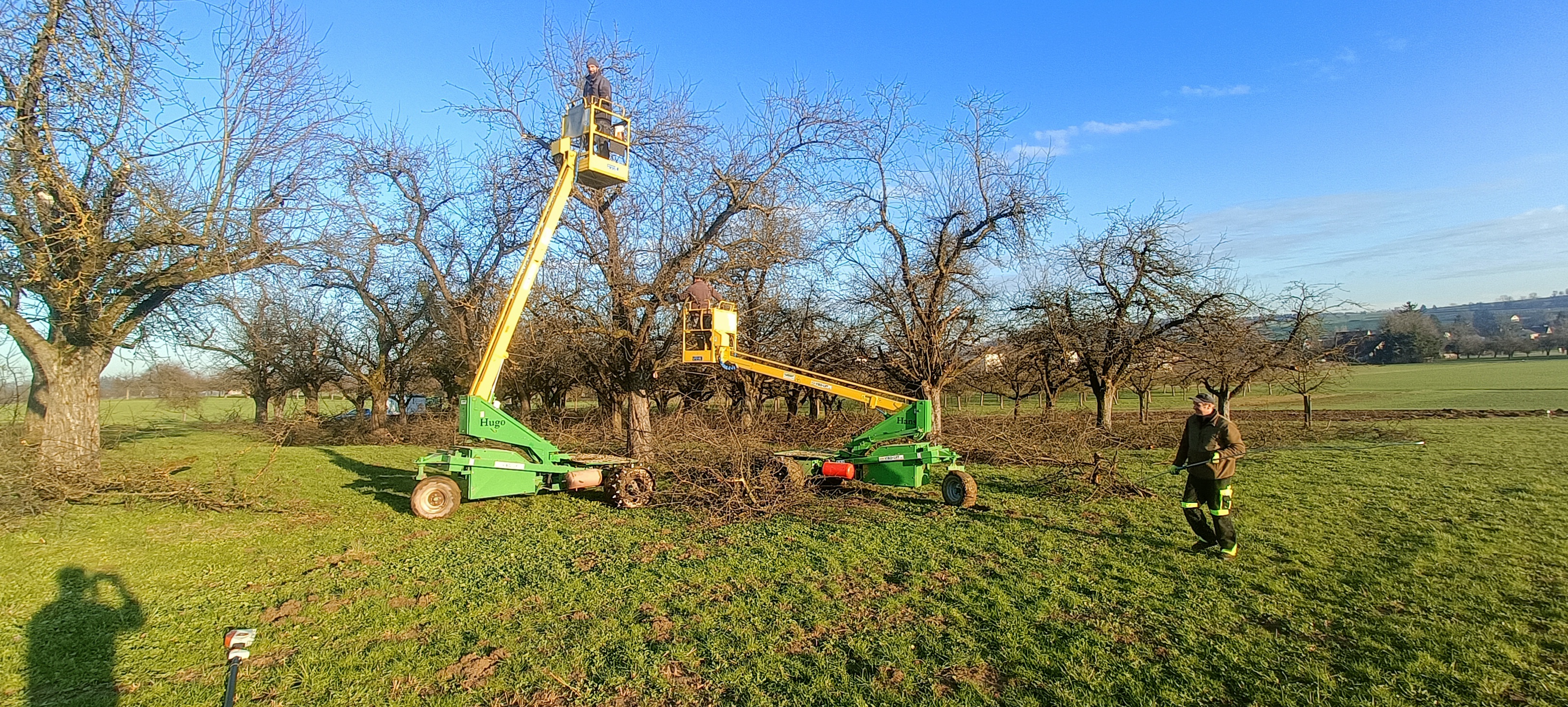 Baumschnitt 2024
