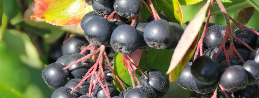 Aroniabeeren