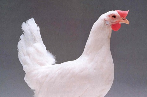 Hypex HN ou Lohmann LSL