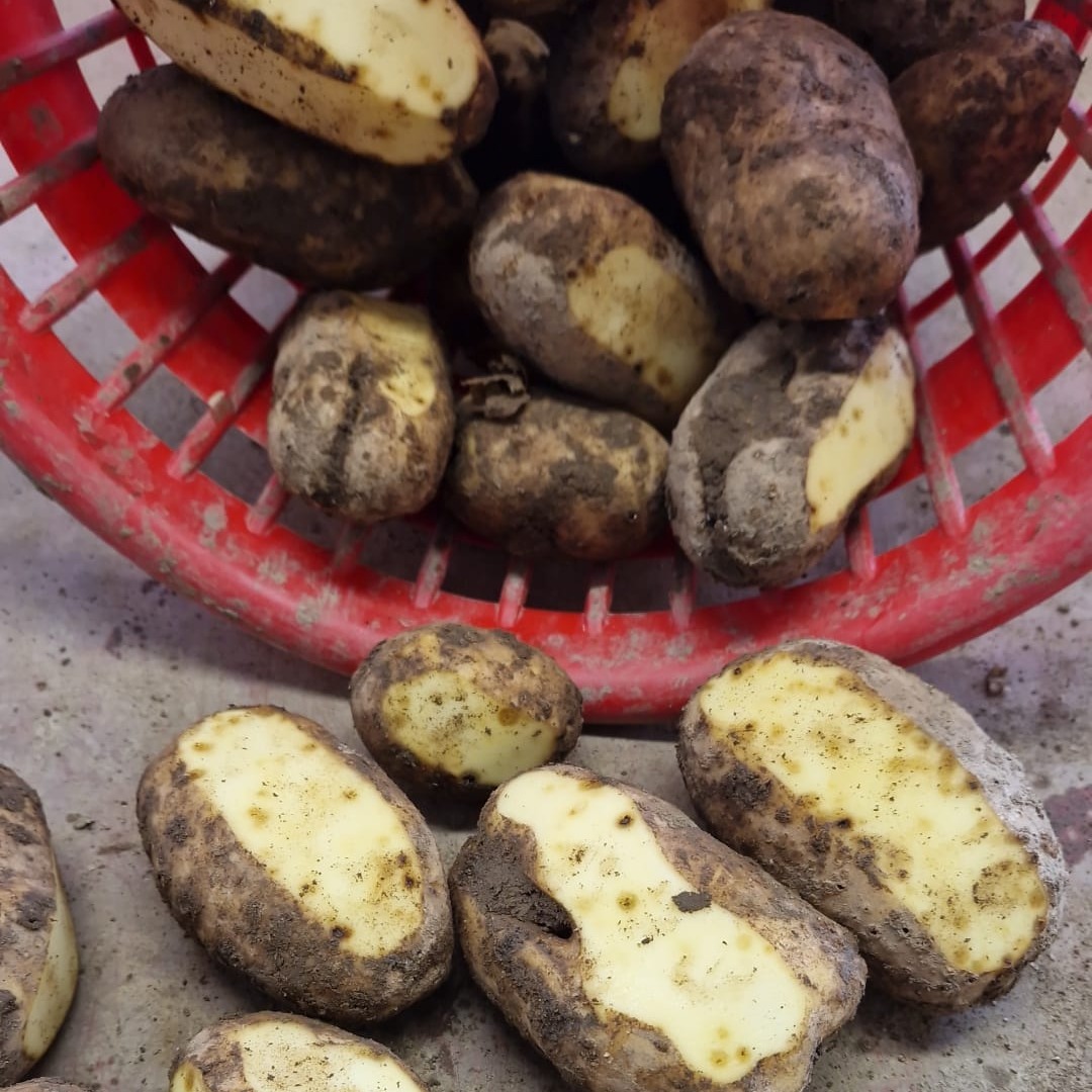 Kartoffeln vor Denaturierung gerettet