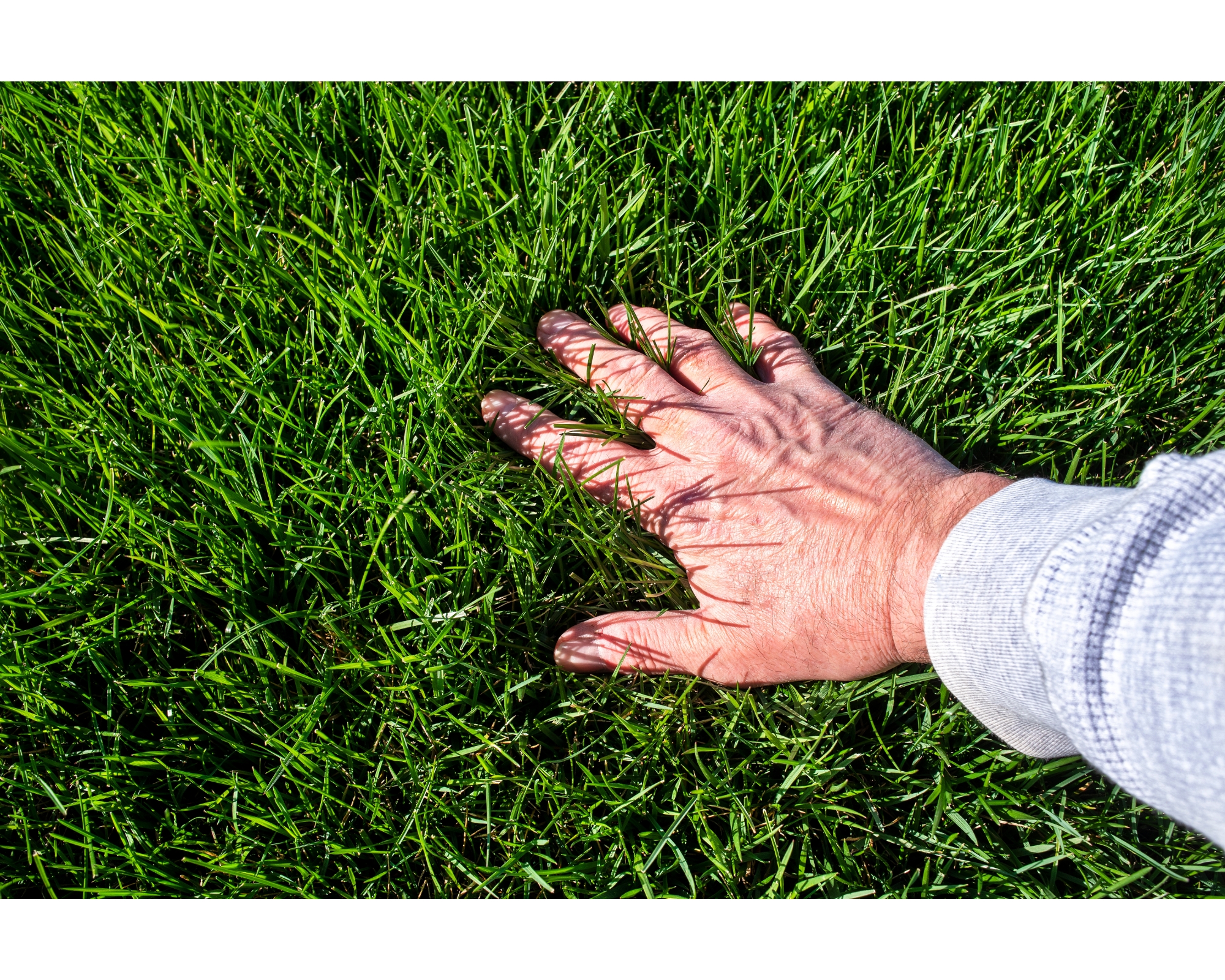 Beratung für Rasen und Begrünungen