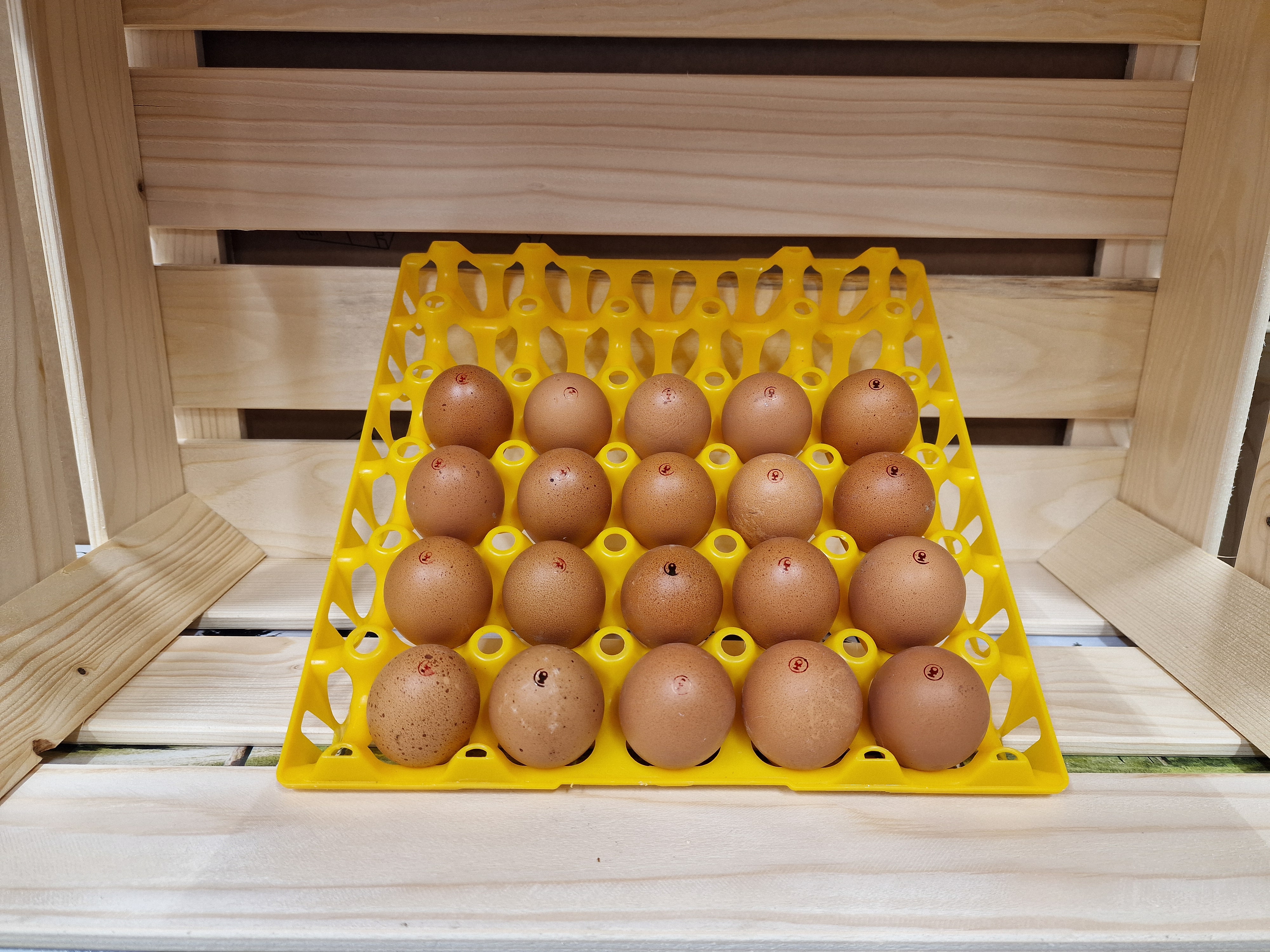 Eier - Martin Mühlethaler