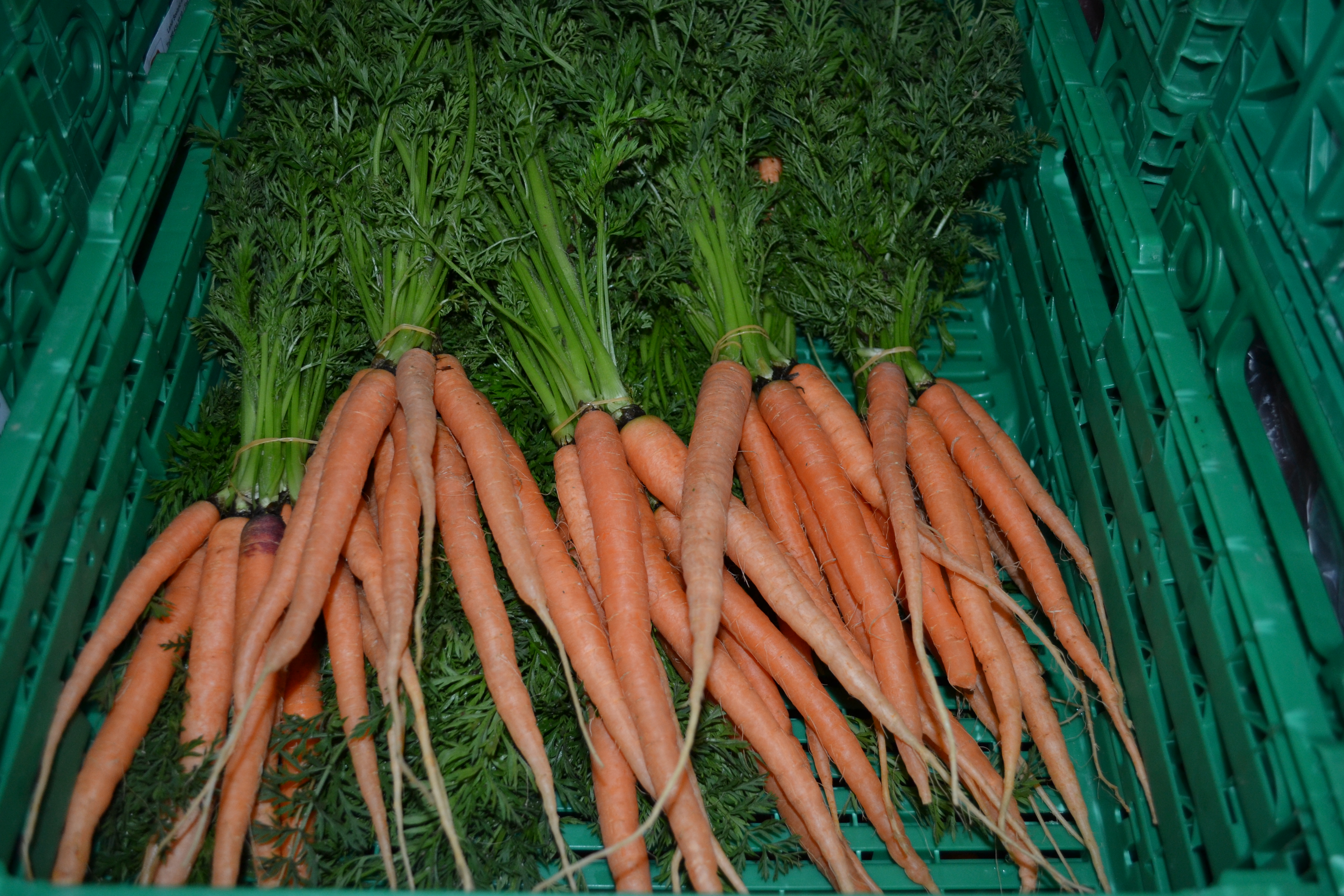 Bild Karotten
