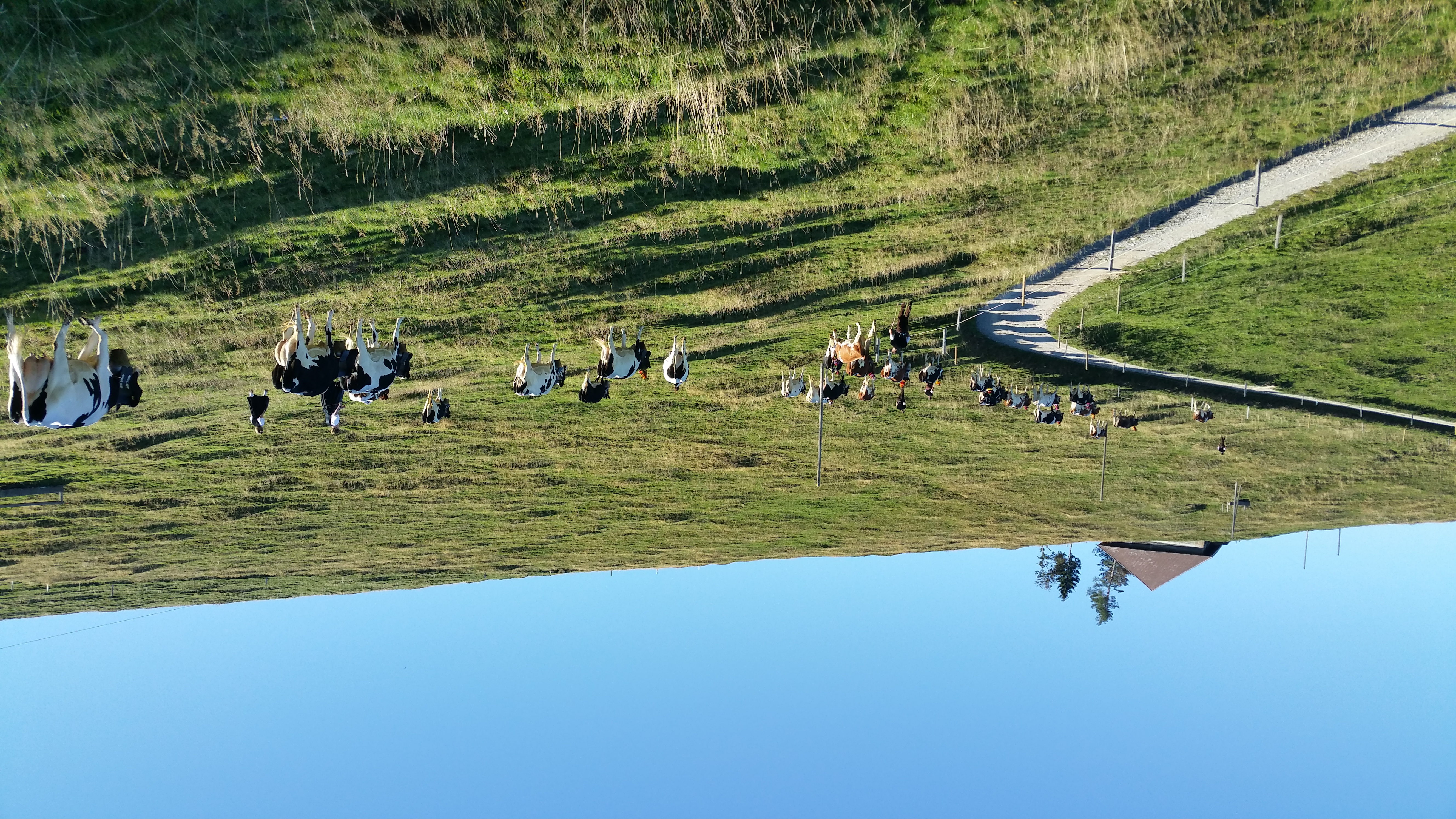 Familie Schenk Rämisgummen Alpaufzug