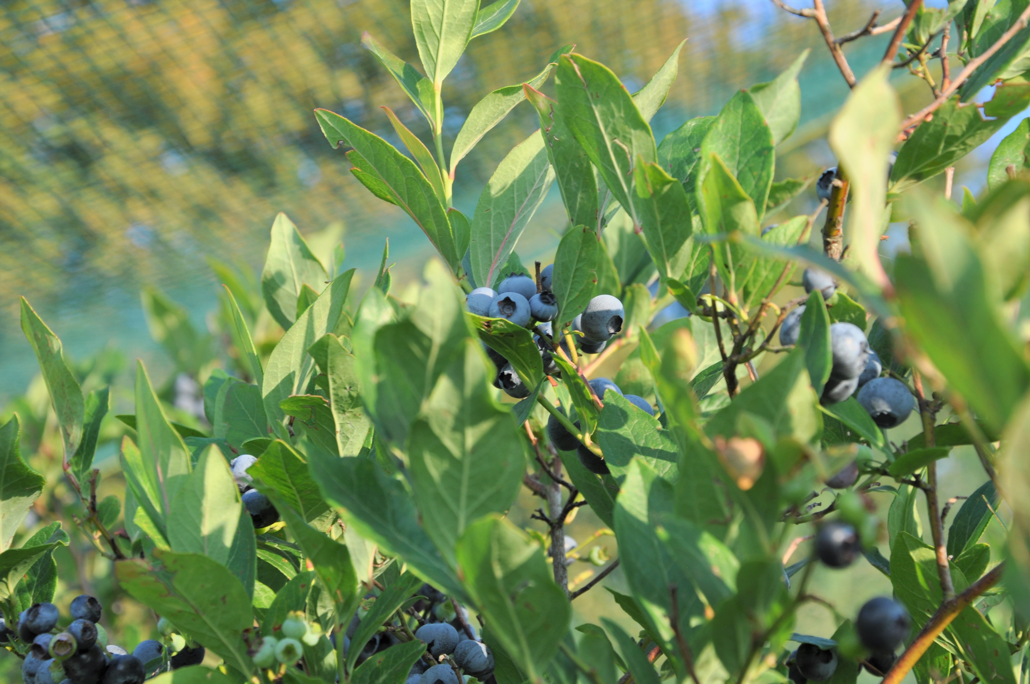 Biglers Hofprodukte - Beeren