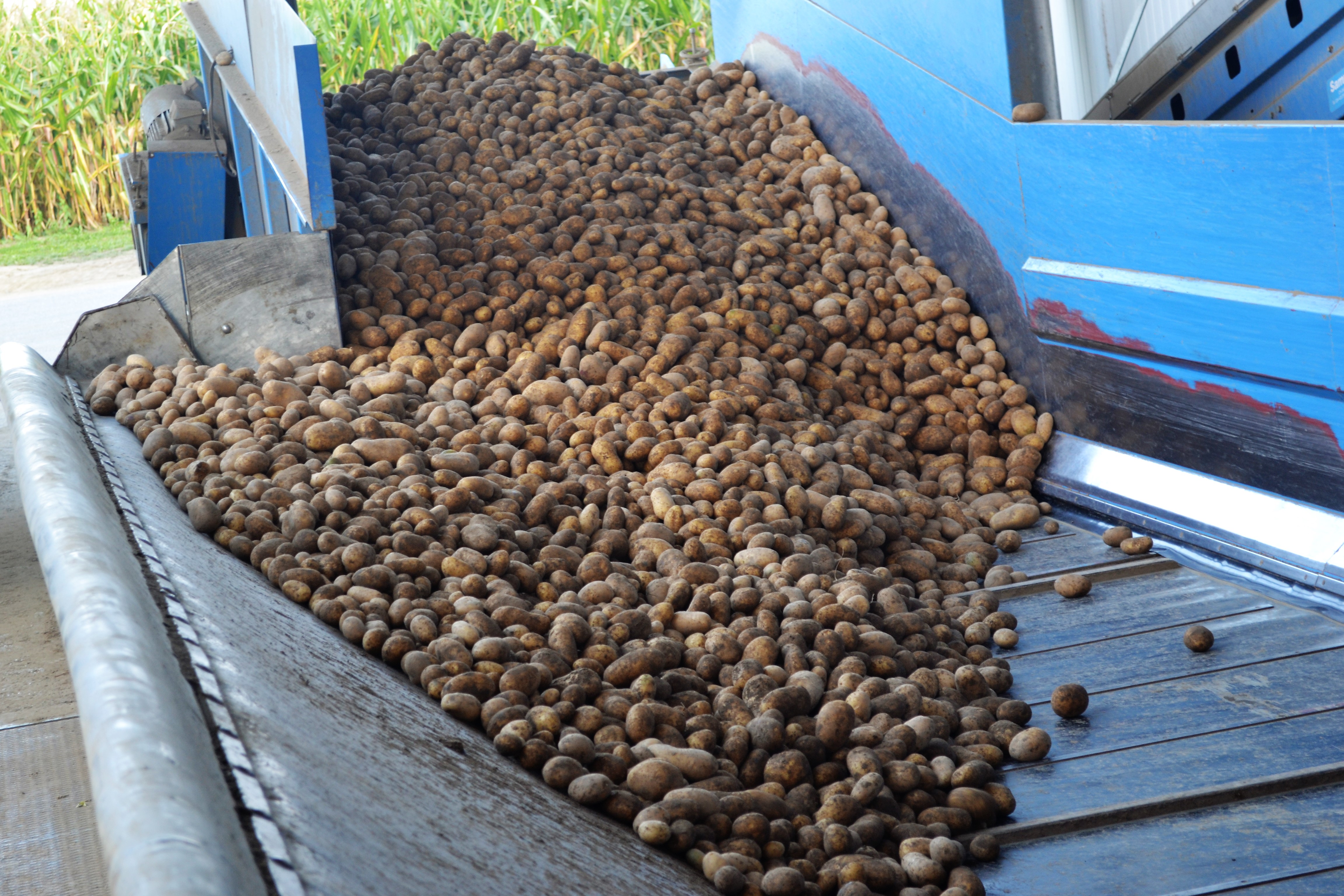 Bild Kartoffelannahme Bargen