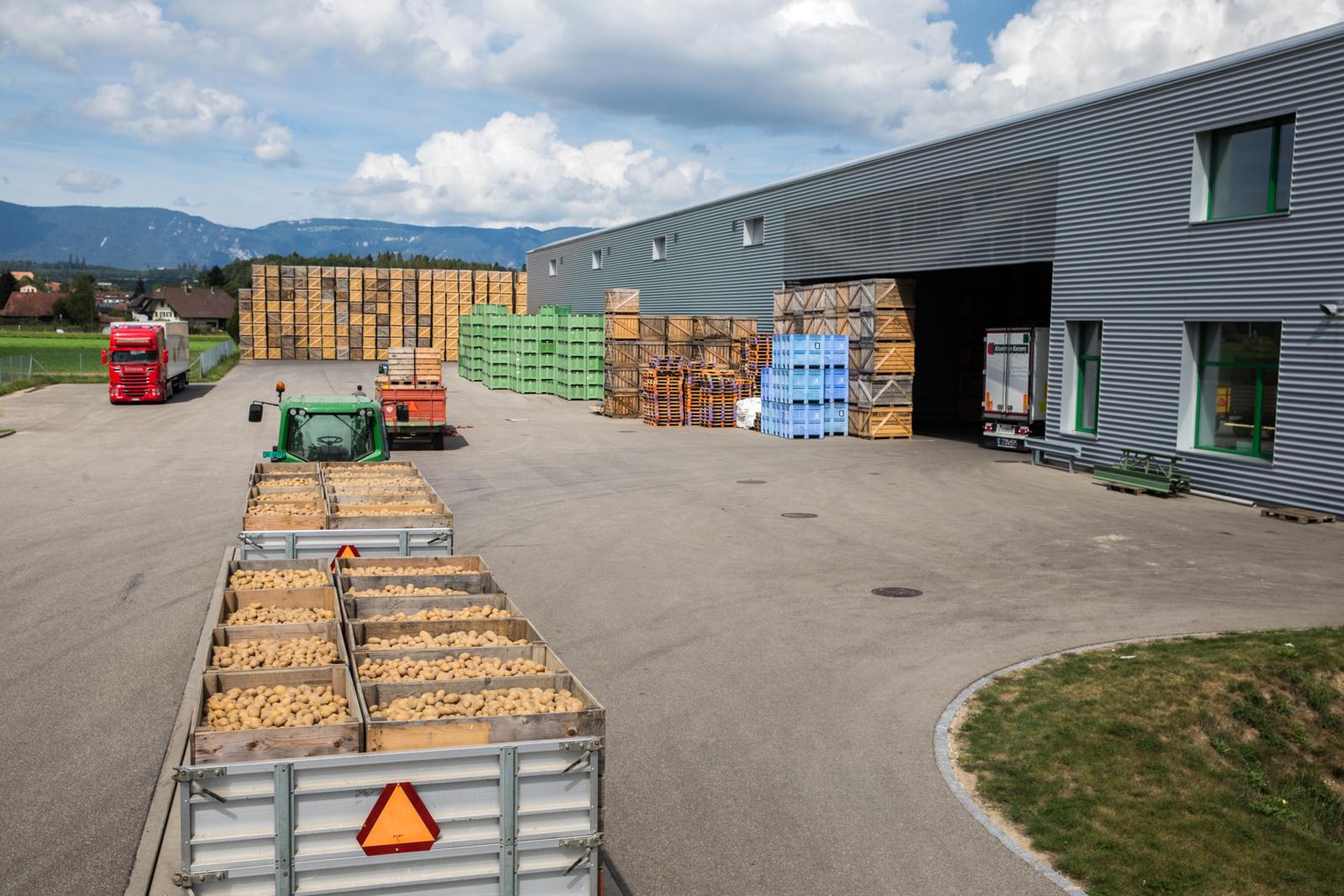 Annahme, Lagerung und Vermarktung von Kartoffeln