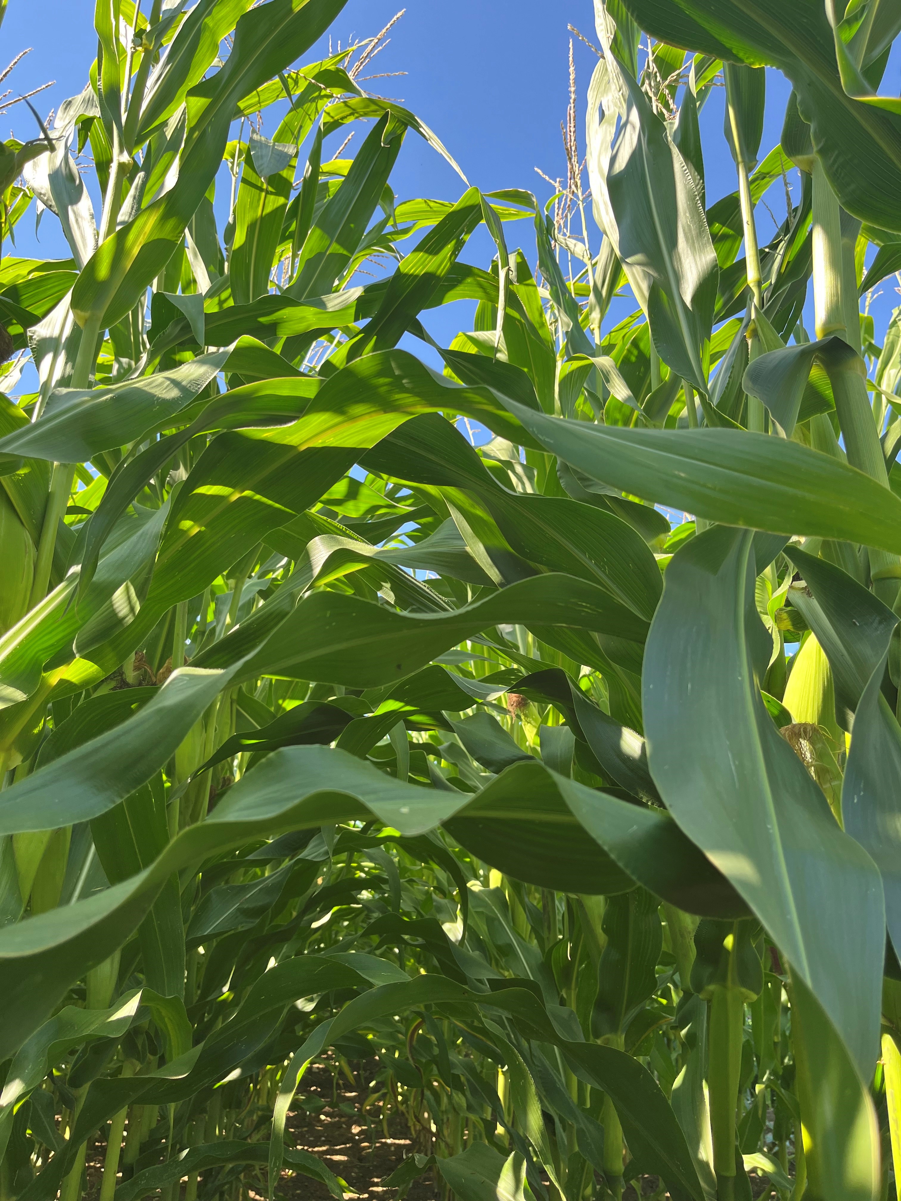 5. Essai maïs Landi_04.08.2025.jpg