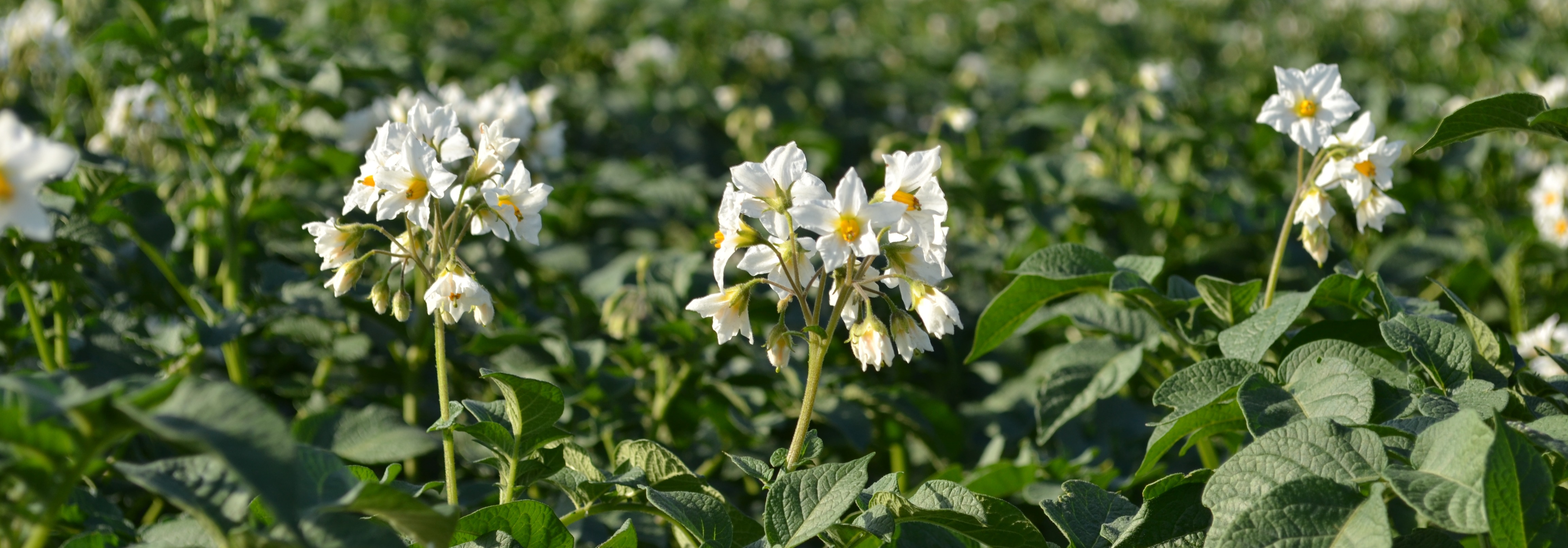 Bild Kartoffelpflanze in Blüte
