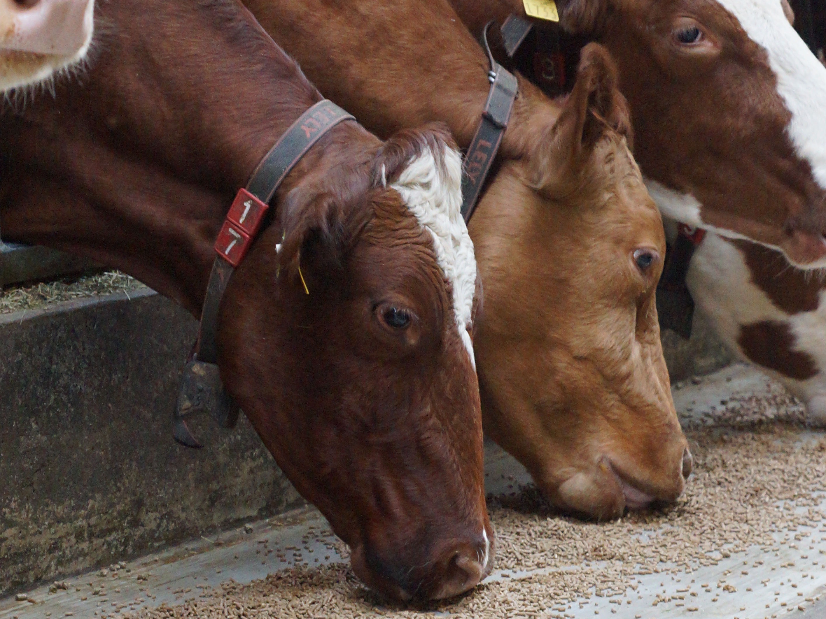 Agrar, Kühe fressen Mischfutter