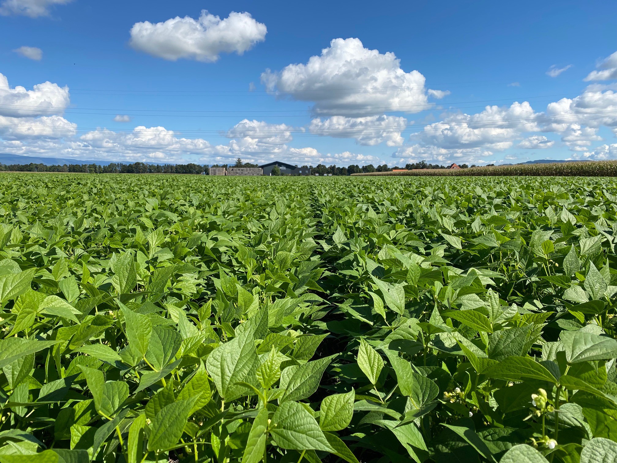 Bohnenfeld im Sommer