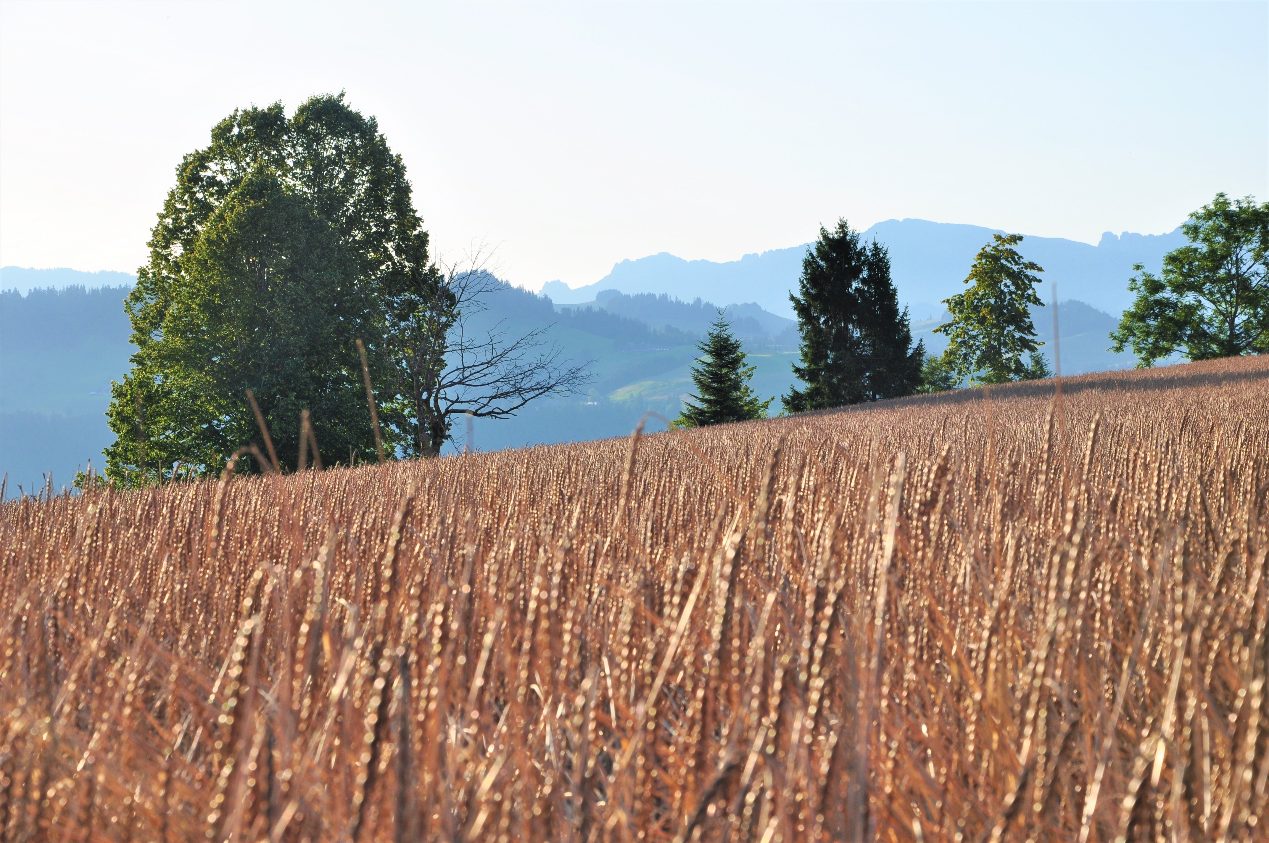 Biglers Hofprodukte - Urdinkelfeld