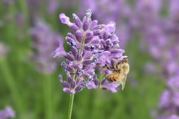 Biene mit Lavendel